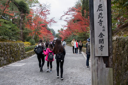 Kyoto, Japan- 25 Nov, 2019: Tourist enjoy the autumn garden tree in Golden Pavilion Kinkakuji Temple at Kyoto Japanのeditorial素材