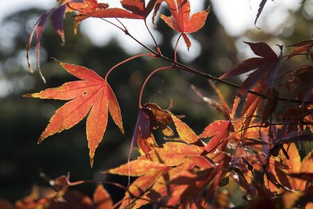 Maple leaves on tree with sunlight in autumn season in Japan