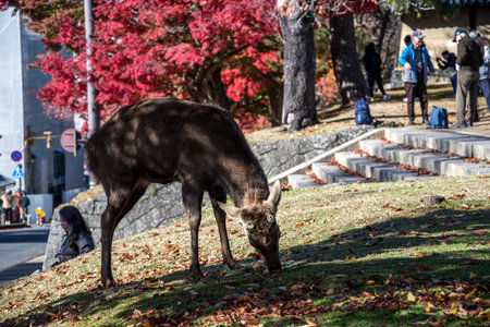 Nara, Japan- 27 Nov, 2019: Young deer in the park Nara Park. Nara KPark is a large park in central Nara and it is the location of many of Nara`s main attractionsのeditorial素材