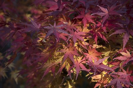 Maple leaves on tree with sunlight in autumn season in Japan