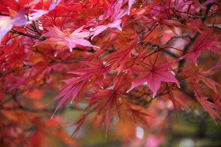 Maple leaves on tree with sunlight in autumn season in Japanの写真素材