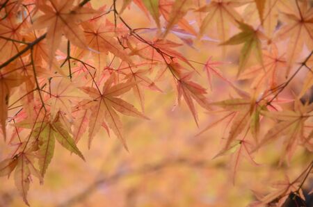 Beautiful leave of maple tree for autumn fall backgroundの写真素材