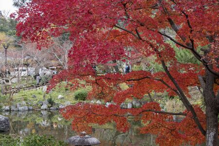 Autumn season colorful of leaves a park in Kyoto, Japanの写真素材