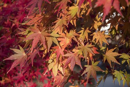 Maple leaves on tree with sunlight in autumn season in Japan