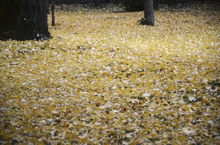 Autumn colors in Eikando Temple Kyoto, Japan. Eikando is a temple famous for brilliant foliage in...