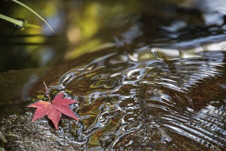 Autumn leaves floating on water with autumn colors and lights