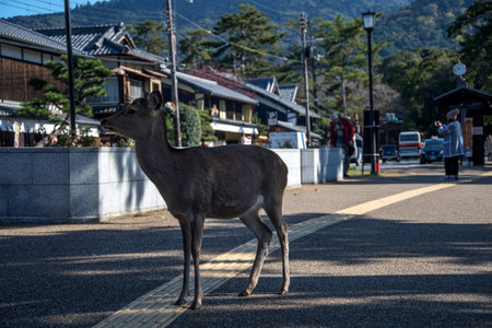 Nara, Japan- 27 Nov, 2019: Japanese deer stand in the middle of road in Nara, Japan. Nara's deer are the symbols of the city, and are famous across Japanのeditorial素材