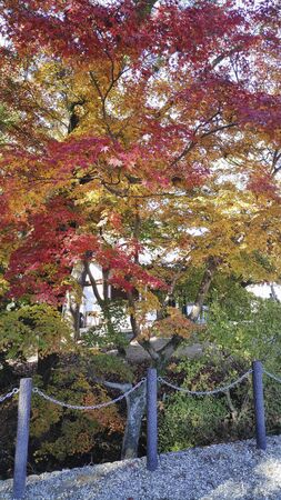 Red maple tree in Nara park, Japan during autumn season