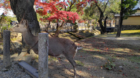 Nara, Japan- 27 Nov, 2019: Japanese deer resting at Nara Park with red maple leaves tree on autumn season as backgroundのeditorial素材