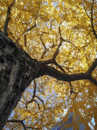 Yellow leave and ginko tree in Japan garden. Autumn and yellow leaf background