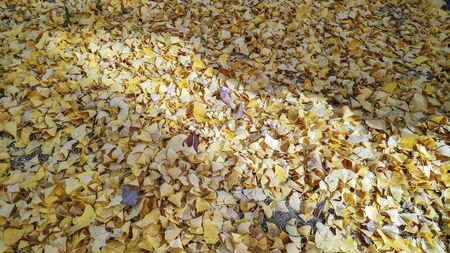 Yellow autumn ginko leave background in Japanの写真素材
