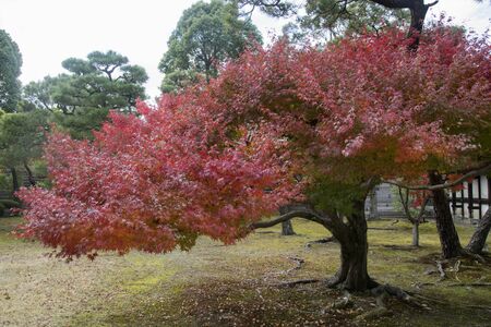 Red leave of maple tree for autumn fall background
