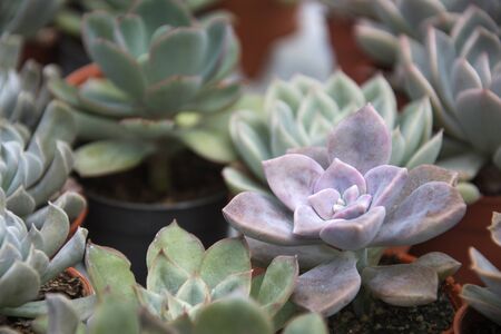 Diversity of cactus succulent plants for decorationの写真素材