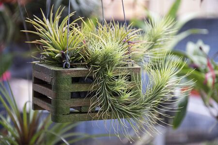 Beautiful of Tillandsia air plant in gardenの写真素材