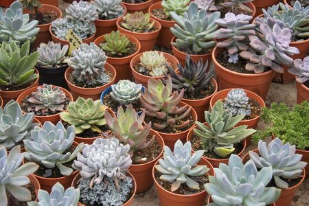 Diversity of cactus succulent plants for decorationの写真素材