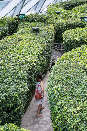 Singapore - Dec 31, 20120: Jewel Changi Hedge Maze located inside the Jewel Changi, Singapore. The hedge maze allows visitors to take either a leisurely walk or a fun run through the landscaped environmentのeditorial素材