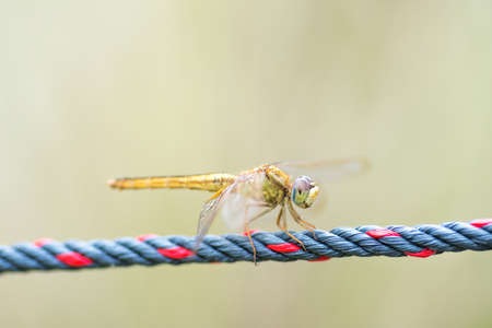 Close up detail of dragonfly with blur background. Selective focus on the eyeの写真素材