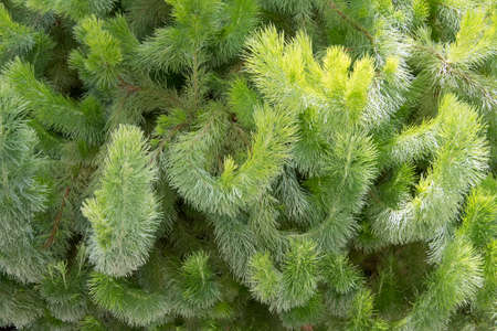 Adenanthos sericeus also commonly known as woolly bush.の写真素材