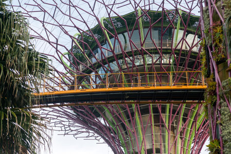 Singapore- Sep 9, 2021: OCBC Skyway aerial walkway between Supertree Grove artificial tree constructions in Gardens by the Bayのeditorial素材