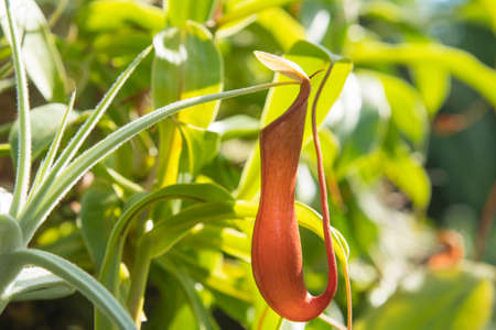 Nepenthes tropical carnivore plant in the garden. Tropical pitcher plantsの写真素材