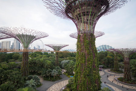 Singapore- Sep 9, 2021: OCBC Skyway aerial walkway between Supertree Grove artificial tree constructions in Gardens by the Bayのeditorial素材