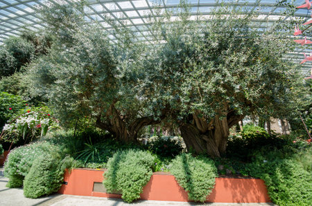 Singapore- Sep 9, 2021: Mature olive trees as part of display in the Flower Dome within the Gardens by the Bayのeditorial素材