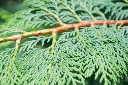 Close-up of the green branches of thuja. Selective focus. Ornamental plant