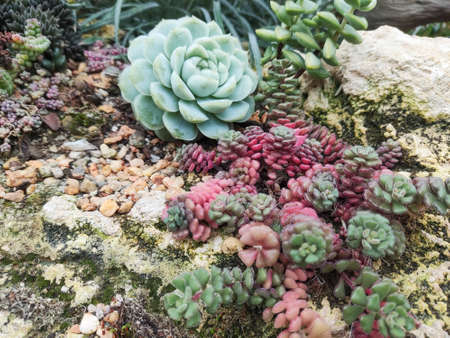 Colorful Succulents cactus plants in the garden.の写真素材