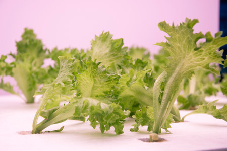 Organic hydroponic vegetable grow with LED Light Indoor farm, Agriculture Technology