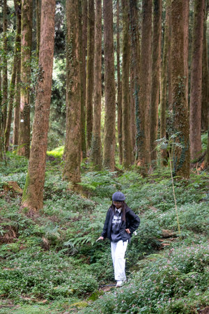 Alishan, Taiwan- 7 Dec, 2022: Tourist hikes in Alishan National Scenic Area in Taiwan. It includes mountain wilderness, villages, waterfalls and well reserved forests.のeditorial素材