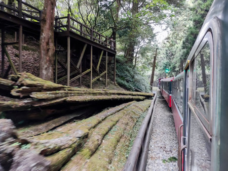 Alishan, Taiwan- 7 Dec, 2022: Forest train in Alishan National Scenic Area. The Forest Train is a vintage train that one of the most popular activities for tourist.のeditorial素材