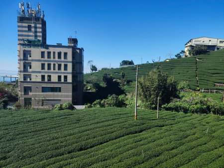 Alishan, Taiwan -8 Dec, 2022: Hillside tea plantations in Alishan mountains. Taiwan.のeditorial素材