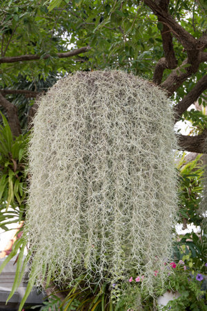Spanish moss hanging on the tree in a garden