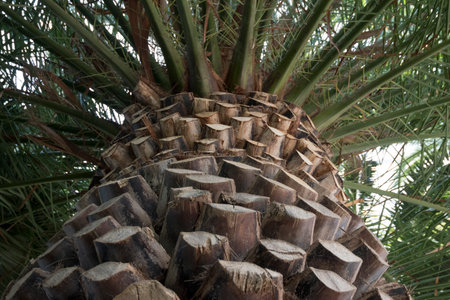 Close up of date palm tree with green leaves in the bottom viewの写真素材