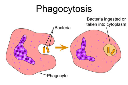 Phagocytosis, engulfing foreign particles by white blood cells, 3d rendering