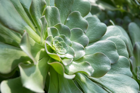 Green and large succulent plant on sunny dayの写真素材