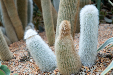 Cleistocactus strausii, commonly known as the silver torch or wooly torchの写真素材