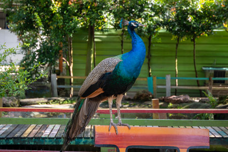 Shot of a peacock in the gardenの写真素材