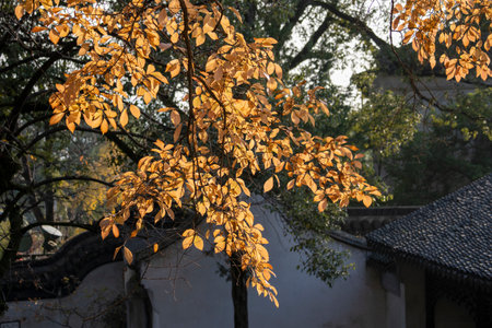Beautiful maple leave in the autumn session.の写真素材