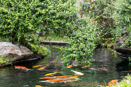 Koi fishes swim in the pond