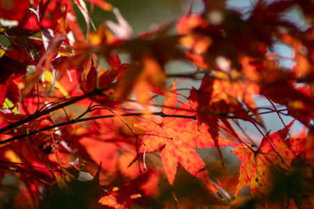 Close up of maple leave during autumn season. natural landscape backgroundの写真素材