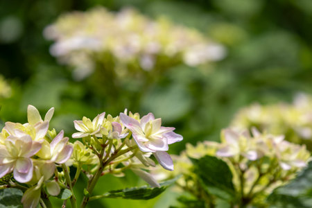 Hydrangea blooming in Japanese Temple, Kamakura