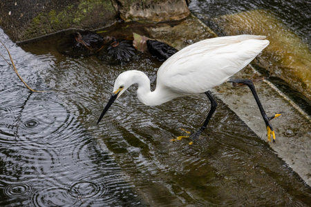 White heron hunting for fish in the pond inside Ueno park, Tokyo