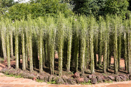 Orchid plants inside the Singapore Botanic Gardens. Singapore Botanic Gardens are a famous sight in the city.の写真素材
