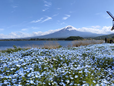 Kawaguchiko, Japan- 16 May, 2024: View of snow covered Mount Fuji and lake Kawaguchiko in sunny spring day, meadow of small purple flowers covered fore groundのeditorial素材