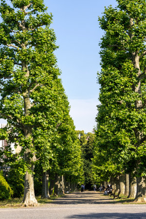 Tokyo, Japan - 17 May 2024: Shinjuku Gyoen National Garden in Tokyo. It is a public park known as a popular spot for enjoying cherry blossoms.のeditorial素材