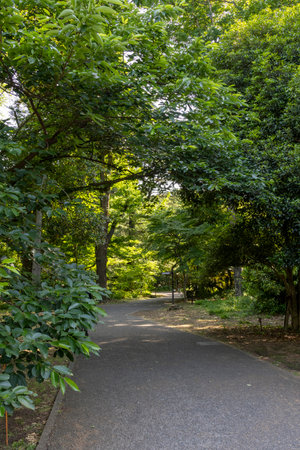 Shinjuku Gyoen National Garden in Tokyo. It is a public park known as a popular spot for enjoying...