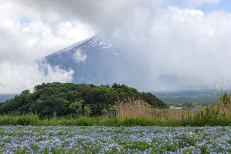 Kawaguchiko, Japan- 16 May, 2024: View of Oishi Park at Kawaguchiko, Japan. This is the best place to take picture of Mt. Fuji, lake and beautiful flowersのeditorial素材