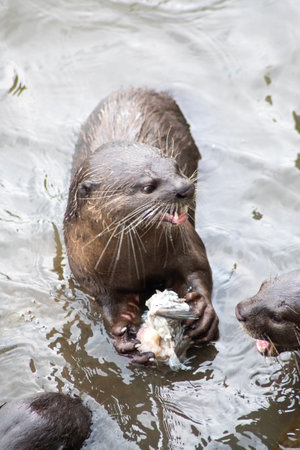 Smooth-coated otters catch a fish in the Singapore river. Singapore has seen a growing otter population and increasing encounters between humans and smooth-coated otters in recent years.の写真素材
