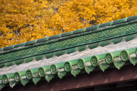Green Chinese glazed roof tile with autumn yellow leafの写真素材